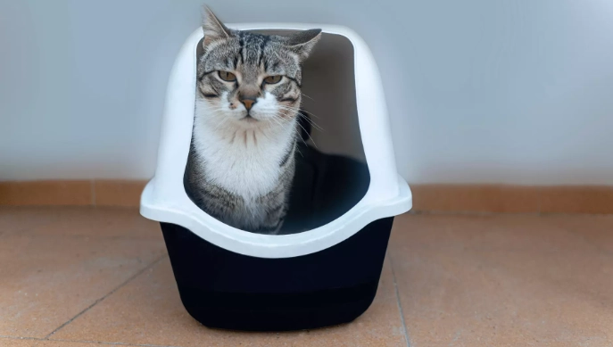 how to litter train an adult cat