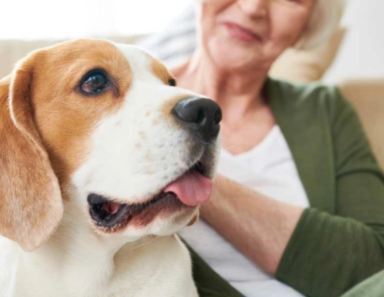 low maintenance pets for apartments