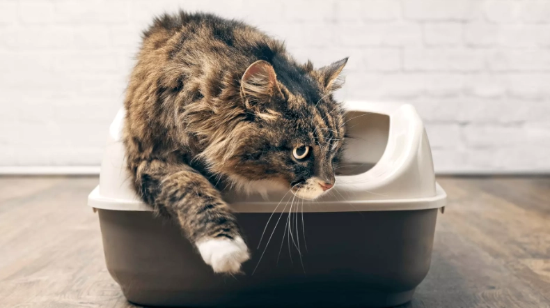 adult cat litter training