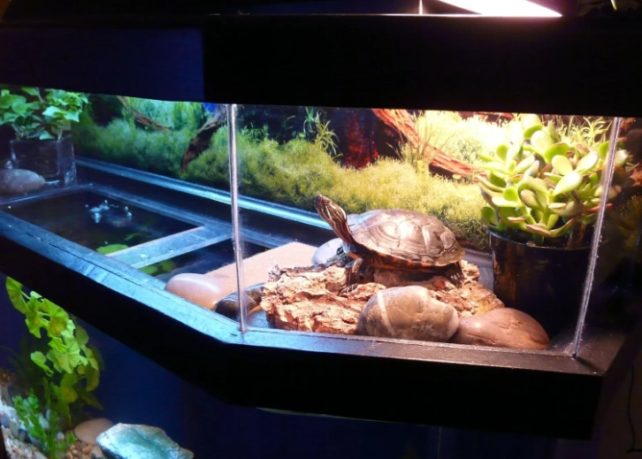 aquatic turtle tank setup