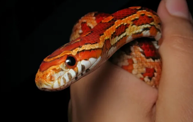 first time snake owner