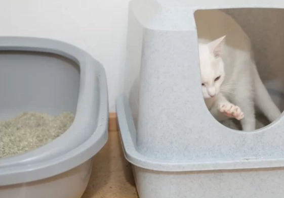 DIY litter box