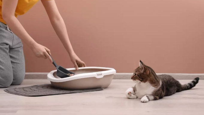 litter train adult cat