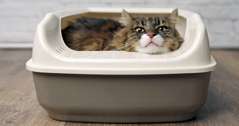 cat potty training adult