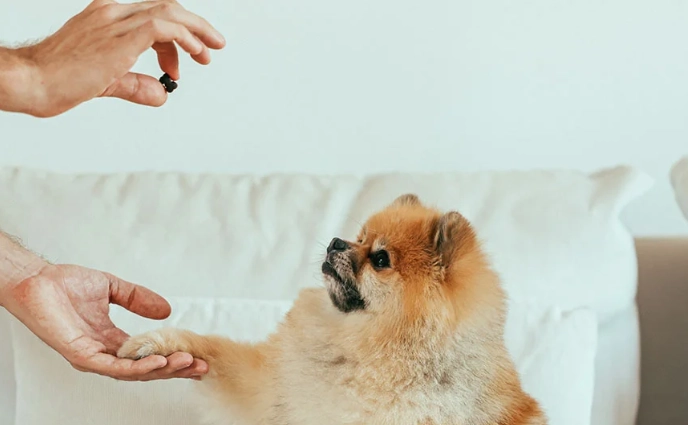 how to train a puppy