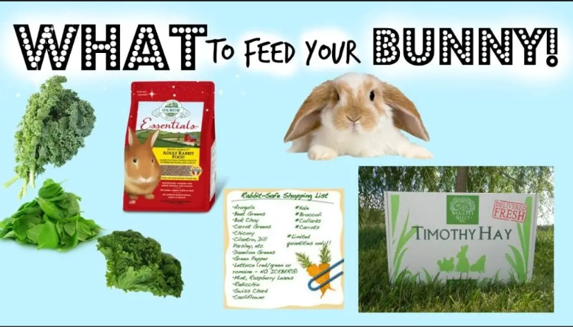 healthy rabbit food