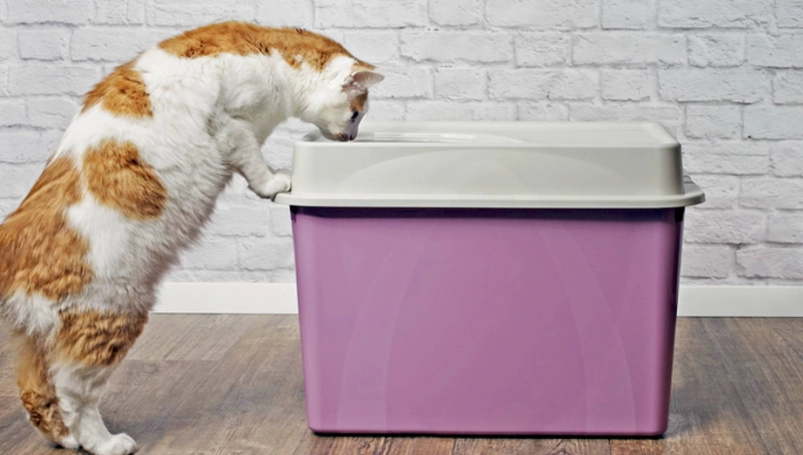 adult cat litter training
