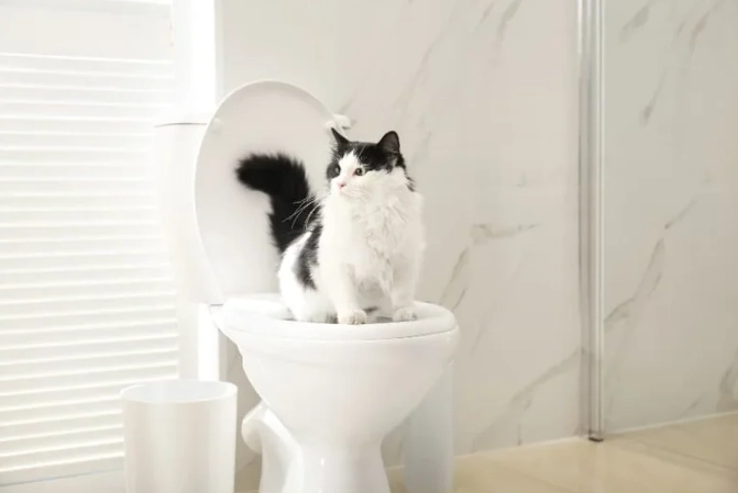 potty train cat without litter box