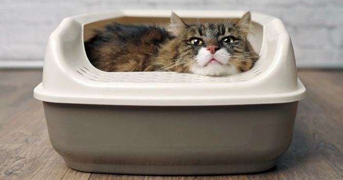 adult cat litter box training