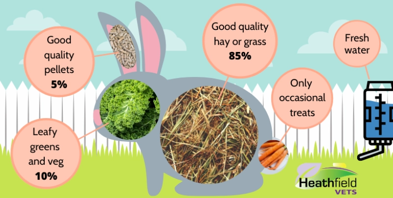 rabbit diet