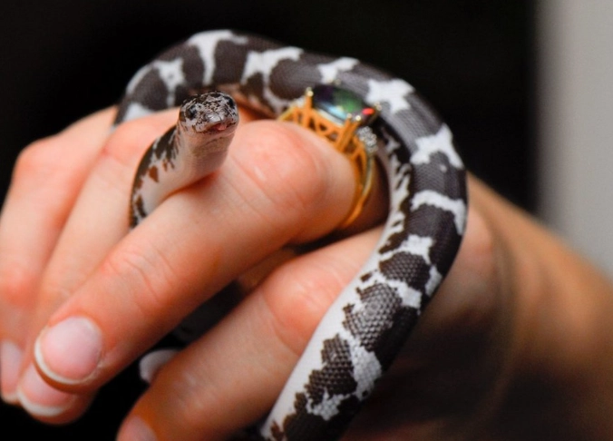 Easiest Pet Snakes for Beginners: Top 3 Low-Maintenance Species