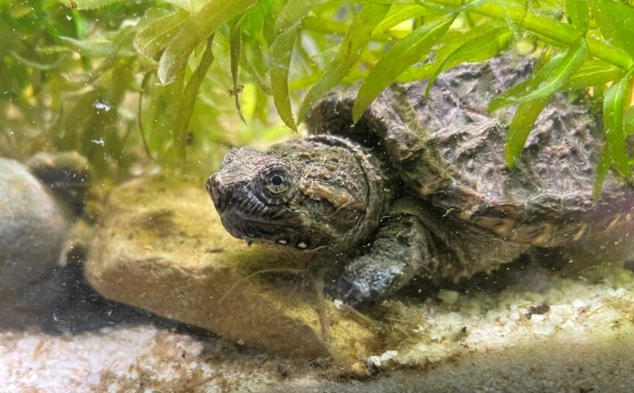 aquatic turtle tank setup