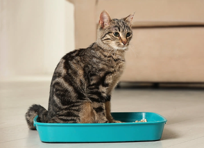 how to train cat to use litter box