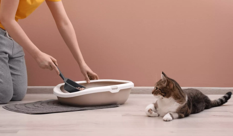 litter box train adult cat