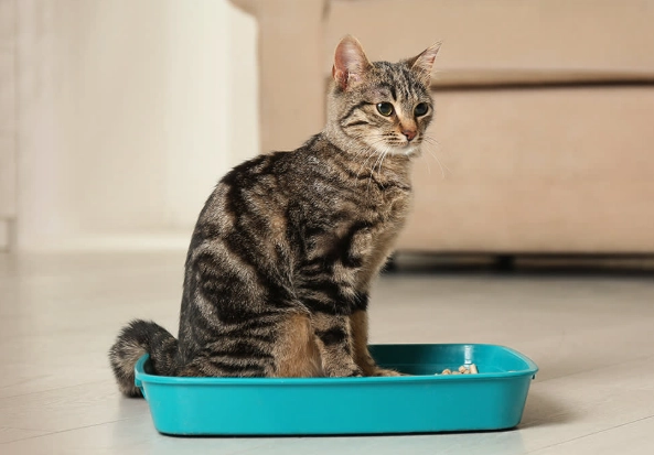 cat toilet training kit