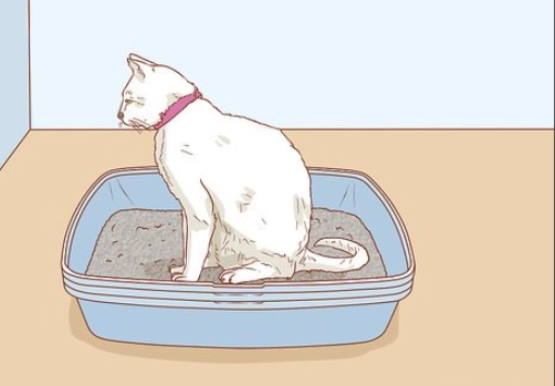 adult cat litter box training