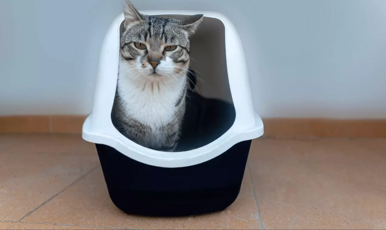 litter box train adult cat