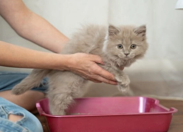 cat litter box alternatives