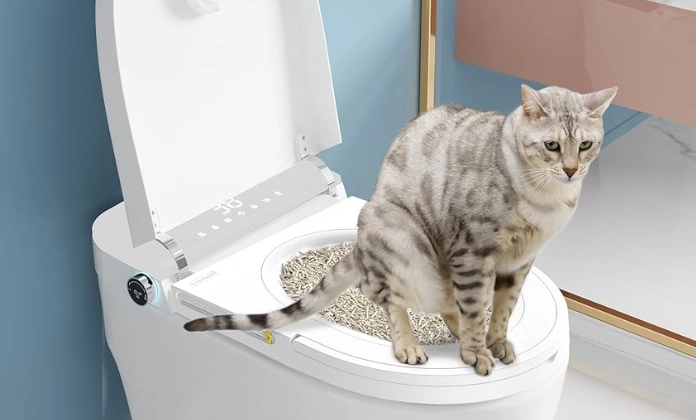 How to Toilet Train a Cat Without Buying Anything: A Zero-Cost Guide