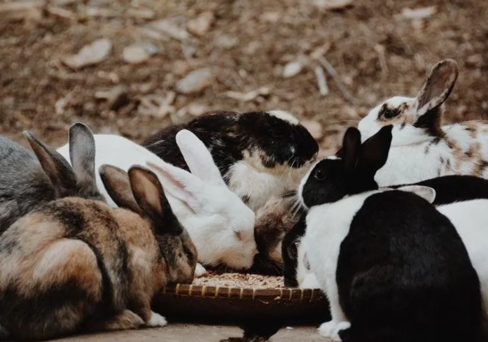 rabbit diet