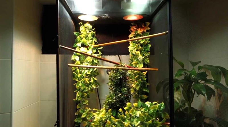 how to set up a chameleon tank