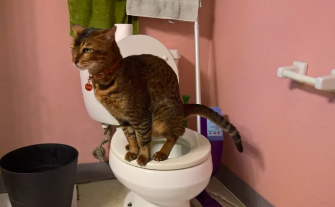 toilet train cat no cost
