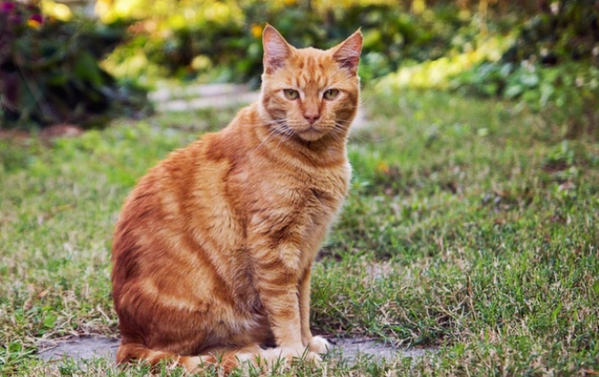 cat outdoor toilet training