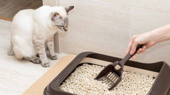 train cat to poop outside