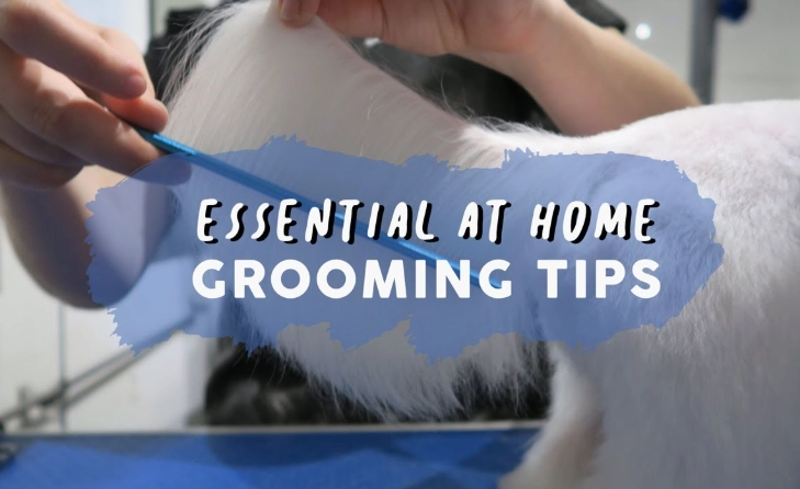 dog grooming at home