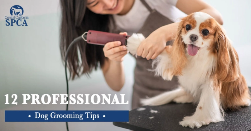 dog grooming at home