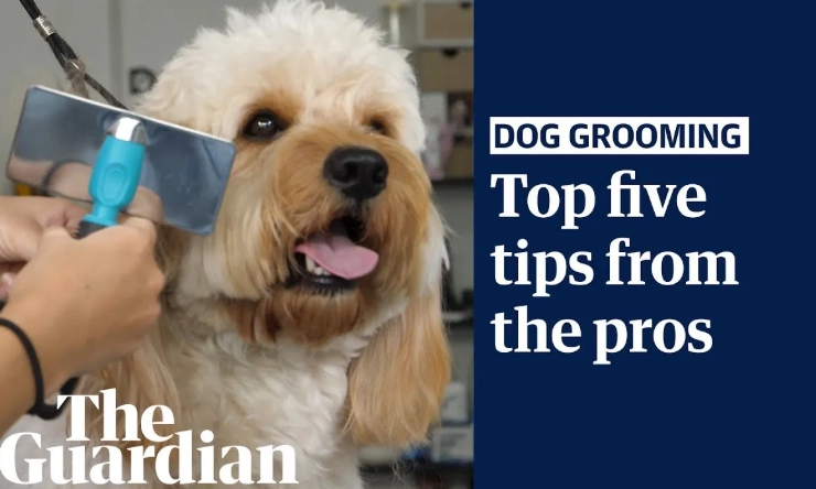 professional dog grooming tips
