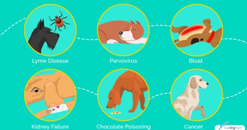 dog sickness symptoms