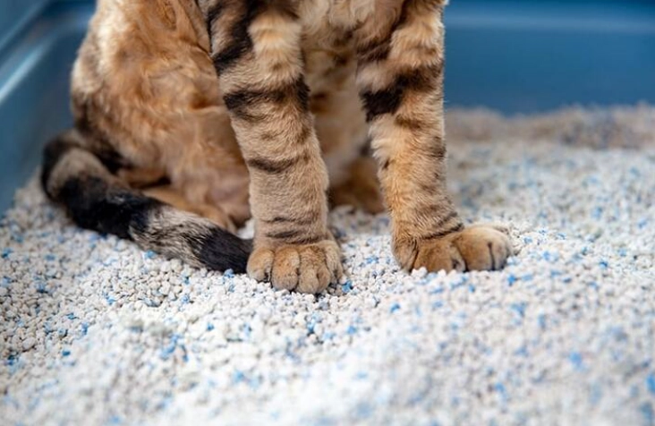 train cat to poop outside