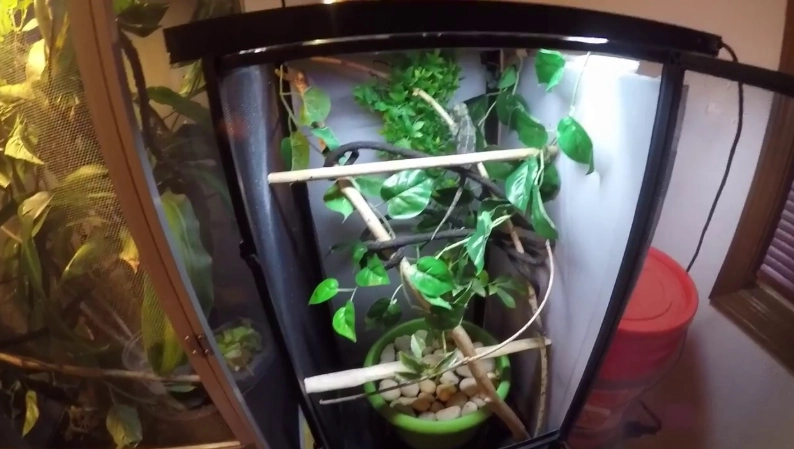 chameleon cage setup