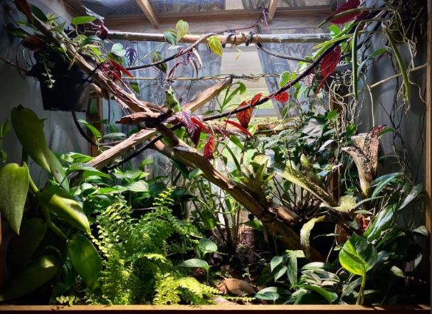 chameleon cage setup