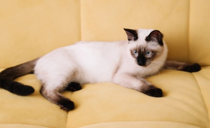 how to retrain cat to use litter box