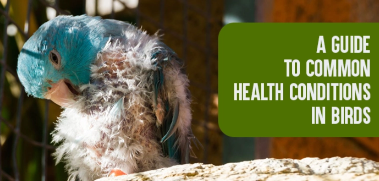pet bird illness signs