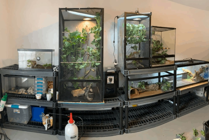 veiled chameleon habitat