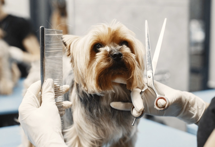 dog bathing tips dog bathing tips