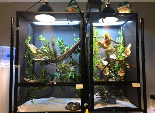 how to set up a chameleon tank