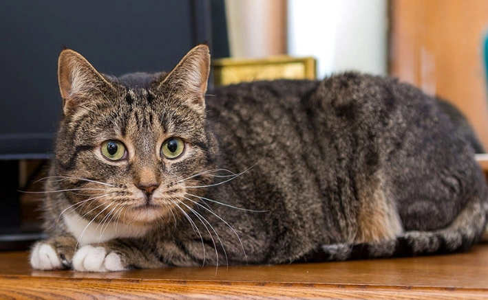cat stopped using litter box