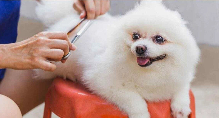 how to groom a dog