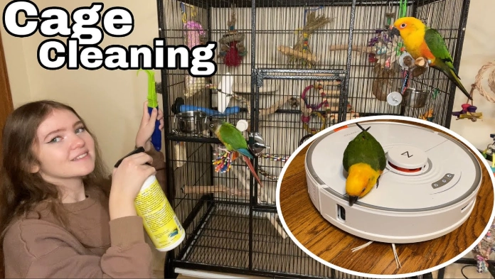 how to clean a bird cage