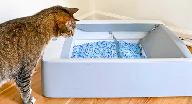 cat litter box training