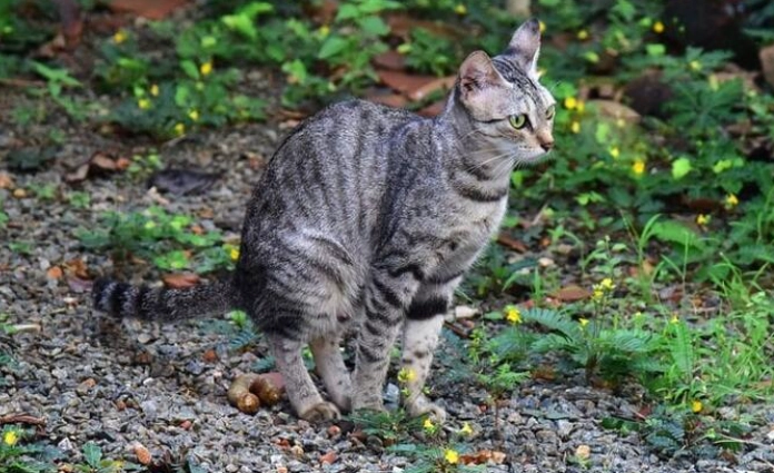 cat litter box alternatives