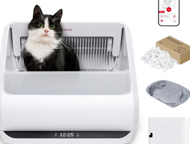 how to train a cat to use a litter box