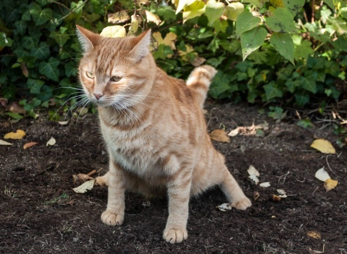 cat outdoor toilet training