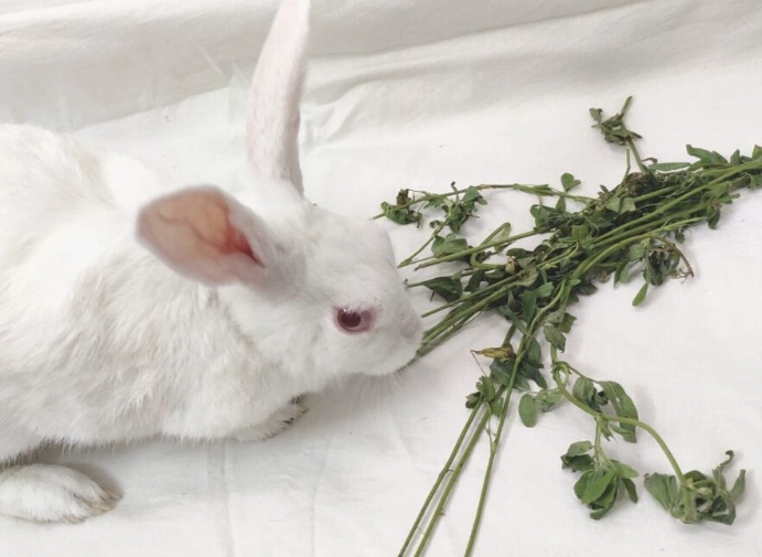 rabbit feeding schedule