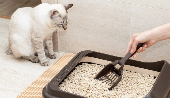 how to train a cat to use a litter box