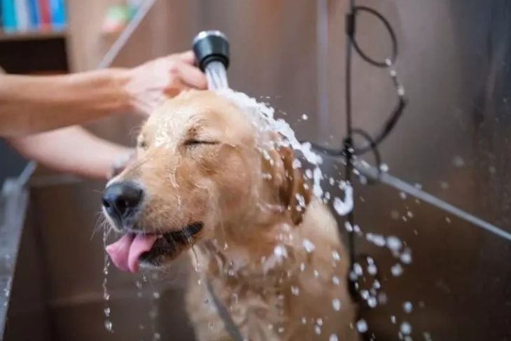 home dog grooming tips home dog grooming tips